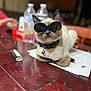 Jinx is registered to the contest to win money with this photo: accessory, animal, bell, blurred_background, brown_fur, cat, collar, cool, cute, domestic_cat, feline, indoor, pet, portrait, relaxed, resting, sunglasses, table, water_bottle, white_fur