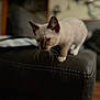 kitten, cat, siamese, feline, pet, indoor, couch, leather, furniture, animal, young, whiskers, ears, curious, soft_focus, domestic, mammal, house, cute, walking
