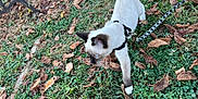 Jinx joined the competition — help win amazing prizes! animal, autumn_leaves, bench, cat, clover, curious, daylight, fall, grass, harness, kitten, leash, nature, outdoor, pet, siamese, skull_pattern, small_animal, walking, young_cat