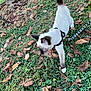 Jinx joined the competition — help win amazing prizes! animal, autumn_leaves, bench, cat, clover, curious, daylight, fall, grass, harness, kitten, leash, nature, outdoor, pet, siamese, skull_pattern, small_animal, walking, young_cat