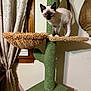 Jinx joined the competition — help win amazing prizes! animal, beige, cat, cat_tree, curious, curtains, domestic, furniture, green, home, indoor, kitten, perch, pet, siamese, standing, tail, window, wood, young