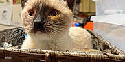 Jinx joined the competition — help win amazing prizes! basket, cabinet, cat, closeup, container, curious, ears, eyes, face, feline, furniture, indoor, kitchen, kitten, magnet, pet, refrigerator, siamese, whiskers, wooden