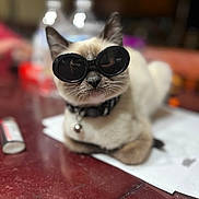 Jinx is registered to the contest to win money with this photo: accessory, animal, bell, black, blurred_background, brown, cat, closeup, collar, cute, domestic_cat, feline, funny, indoor, pet, relaxed, resting, sunglasses, table, white