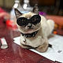 accessory, animal, bell, black, blurred_background, brown, cat, closeup, collar, cute, domestic_cat, feline, funny, indoor, pet, relaxed, resting, sunglasses, table, white