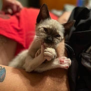Jinx is registered to the contest to win money with this photo: kitten, cat, paw, bite, cute, animal, pet, siamese, feline, tattoo, arm, resting, closeup, indoor, blurred_background, soft_light, young, small, whiskers, pink_paw_pads