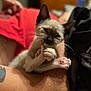 kitten, cat, paw, bite, cute, animal, pet, siamese, feline, tattoo, arm, resting, closeup, indoor, blurred_background, soft_light, young, small, whiskers, pink_paw_pads