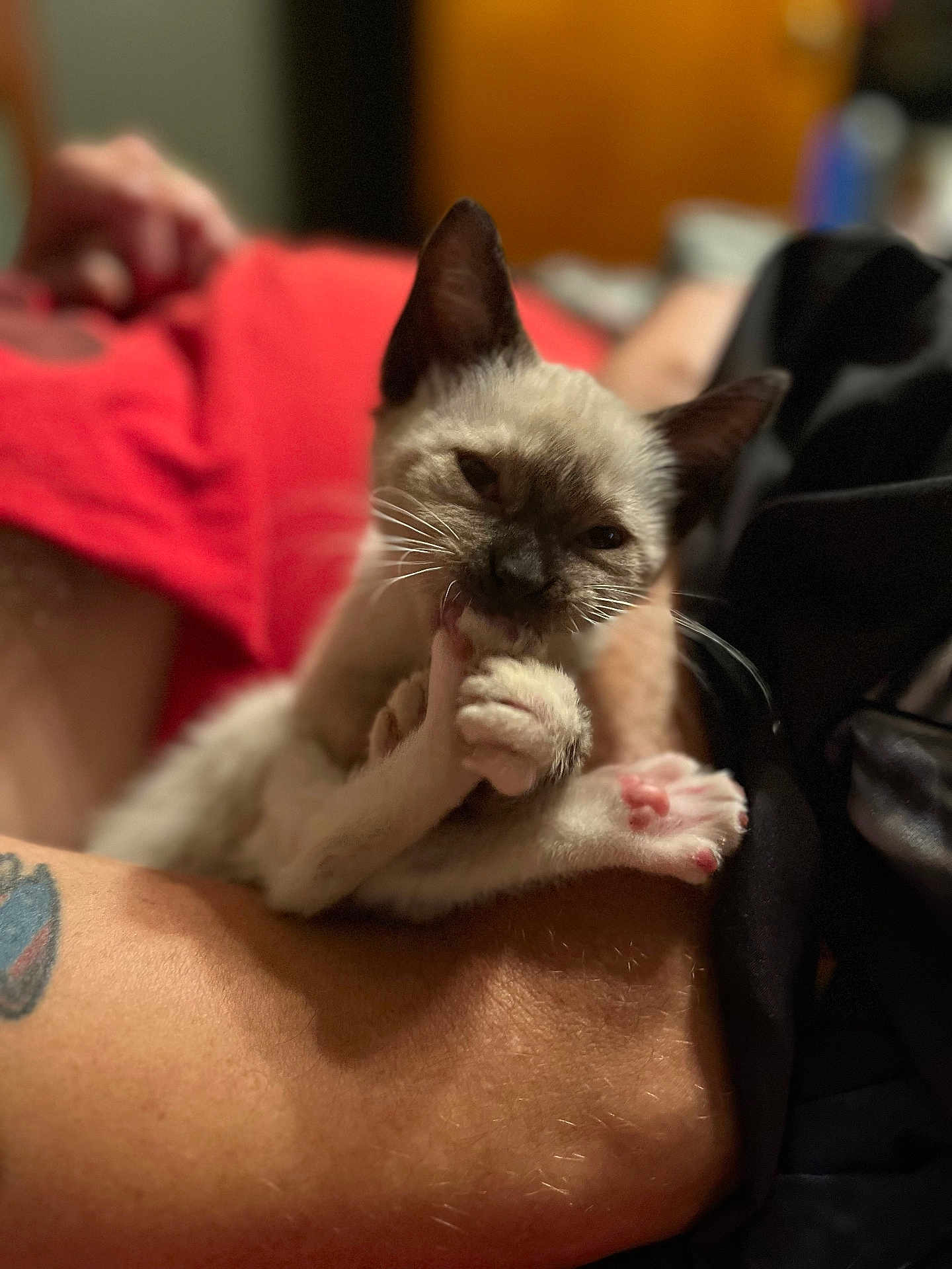 Jinx is registered to the contest to win money with this photo: kitten, cat, paw, bite, cute, animal, pet, siamese, feline, tattoo, arm, resting, closeup, indoor, blurred_background, soft_light, young, small, whiskers, pink_paw_pads