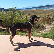 Kane joined the competition — help win amazing prizes! dog, outdoor, sunlight, shadow, path, grass, bushes, mountains, sky, nature, animal, canine, tongue_out, collar, standing, daytime, landscape, scenic, happy, pet