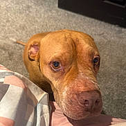 Rubble is registered to the contest to win money with this photo: dog, brown_dog, close_up, carpet, indoor, pet, canine, looking_up, face, ears, nose, fur, animal, curious, floor, blanket, bed, door, expression, companion
