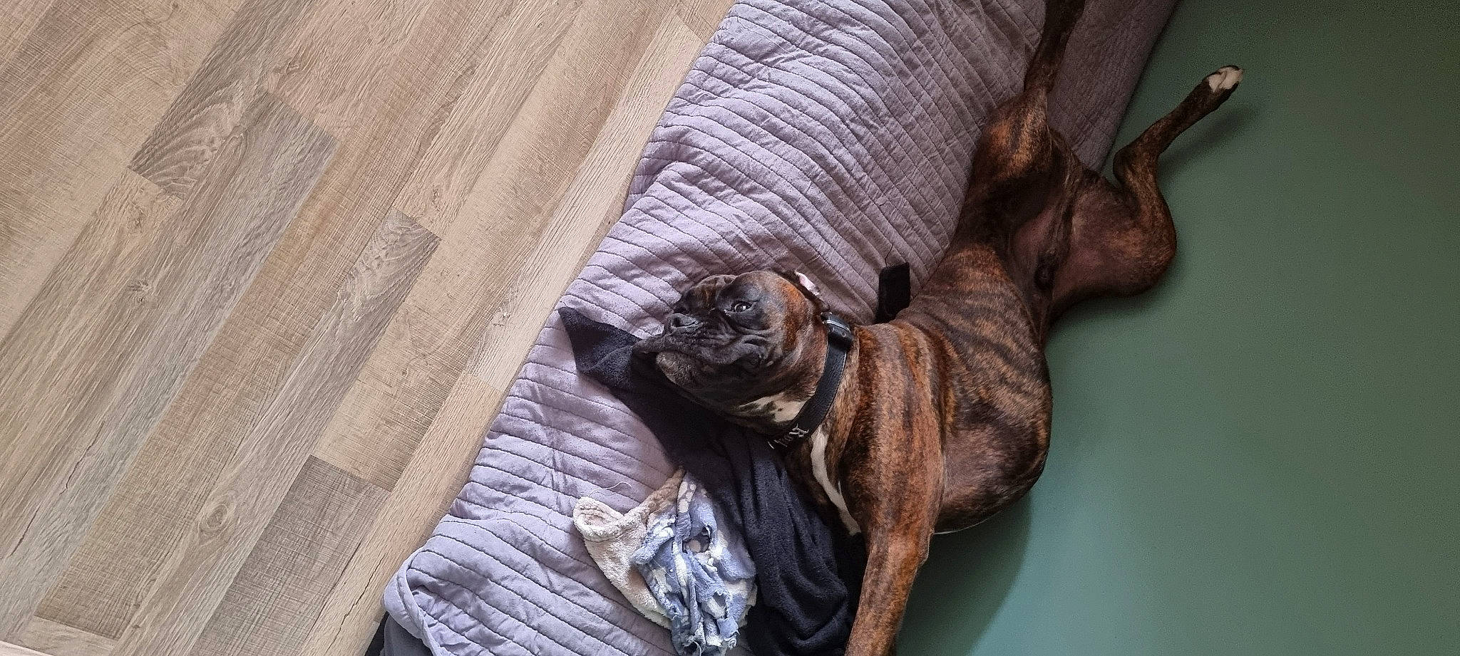 James participe au concours pour gagner de l'argent avec cette photo : brown, carnivore, cat, collar, comfort, companion_dog, dog_breed, domestic_short_haired_cat, fawn, felidae, fur, hardwood, linens, liver, small_to_medium_sized_cats, tail, whiskers, wood, working_animal, wrinkle