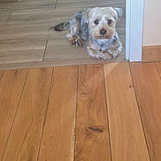 Ugo a rejoint le concours — aidez-le/la à gagner de superbes lots ! animal, calm, canine, companion, curious, cute, dog, domestic, door_frame, floor, fur, home, indoor, laying_down, mammal, pet, plywood, resting, small_dog, wood_floor