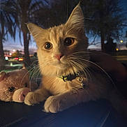 Kiwi joined the competition — help win amazing prizes! cat, kitten, pet, plush_toy, stuffed_pig, whiskers, collar, bell, paws, dashboard, car_interior, window, dusk, night, bokeh, palm_trees, portrait, wide_eyes, cute, lighting