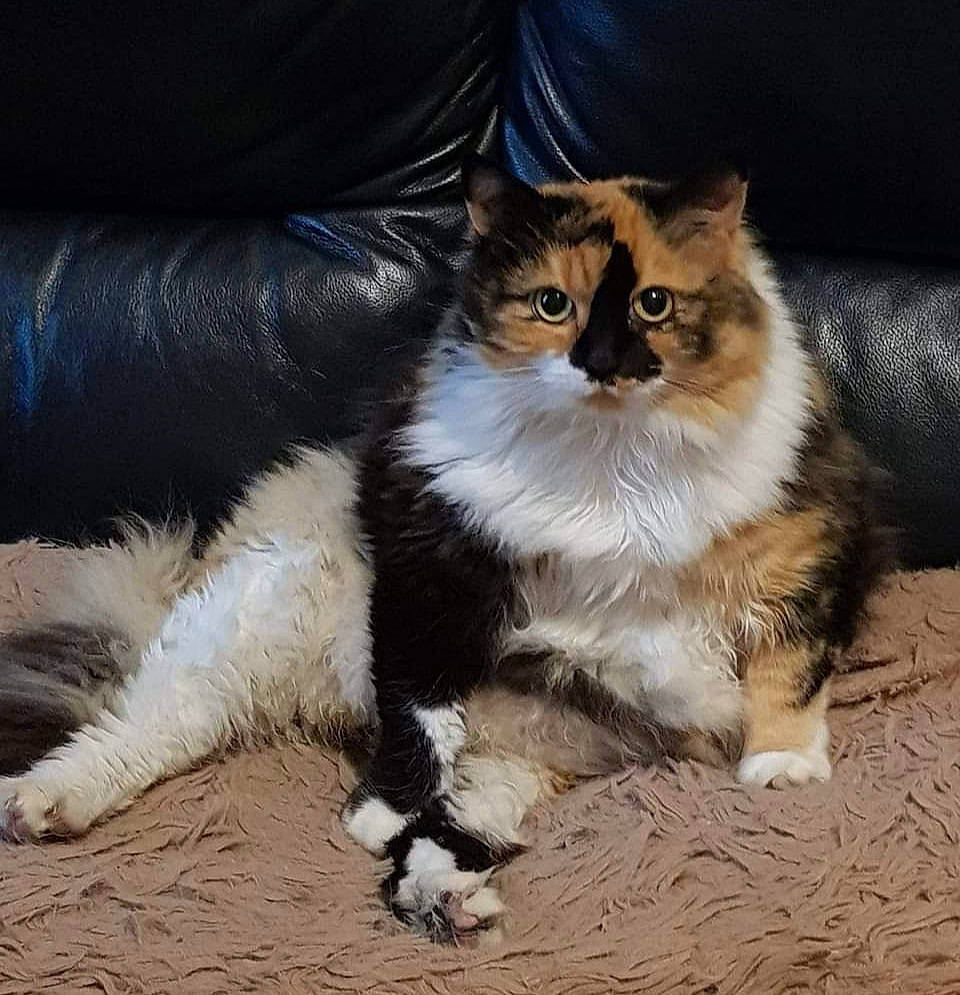 Lilie participe au concours pour gagner de l'argent avec cette photo : carnivore, cat, claw, comfort, domestic_short_haired_cat, eye, fawn, felidae, fur, human_leg, lap, paw, sitting, small_to_medium_sized_cats, snout, street_light, tail, terrestrial_animal, whiskers, wood