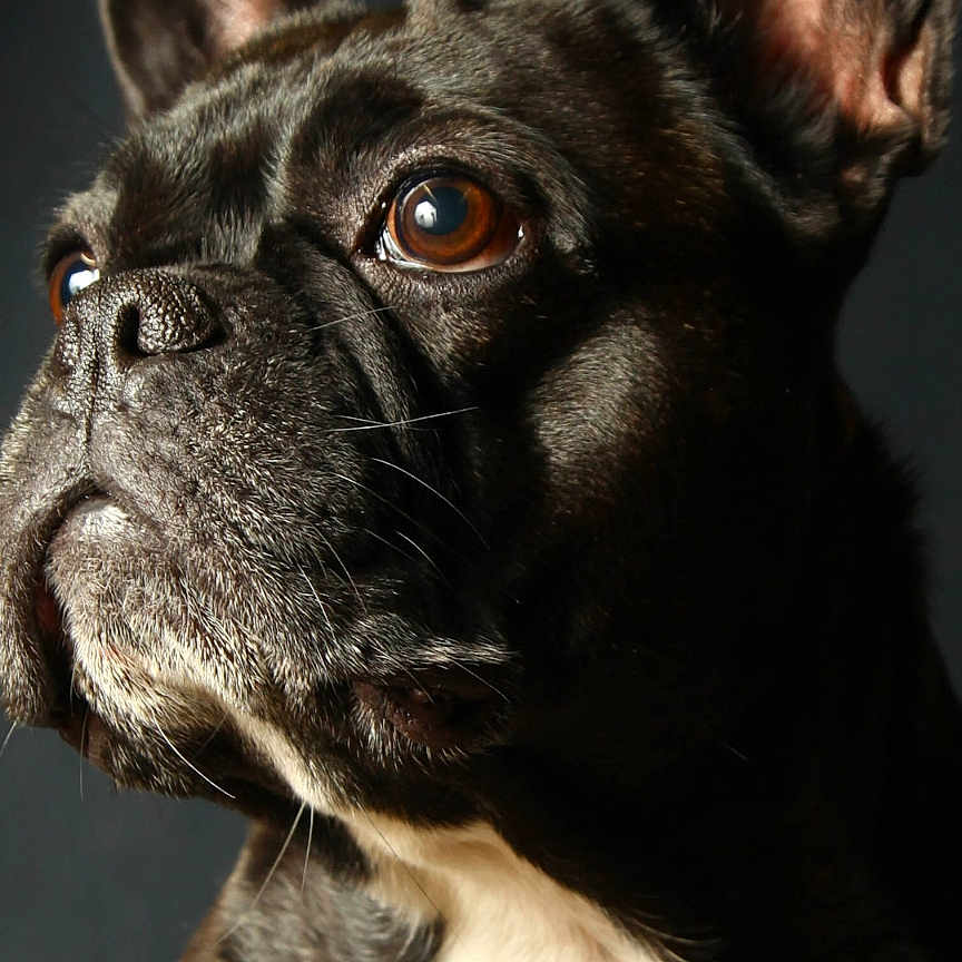 Princesse participe au concours pour gagner de l'argent avec cette photo : animal, black_and_white, brown_eyes, canine, close_up, companion, cute, dark_background, dog, domestic_animal, ears, french_bulldog, fur, looking_away, mammal, pet, portrait, snout, studio_light, whiskers
