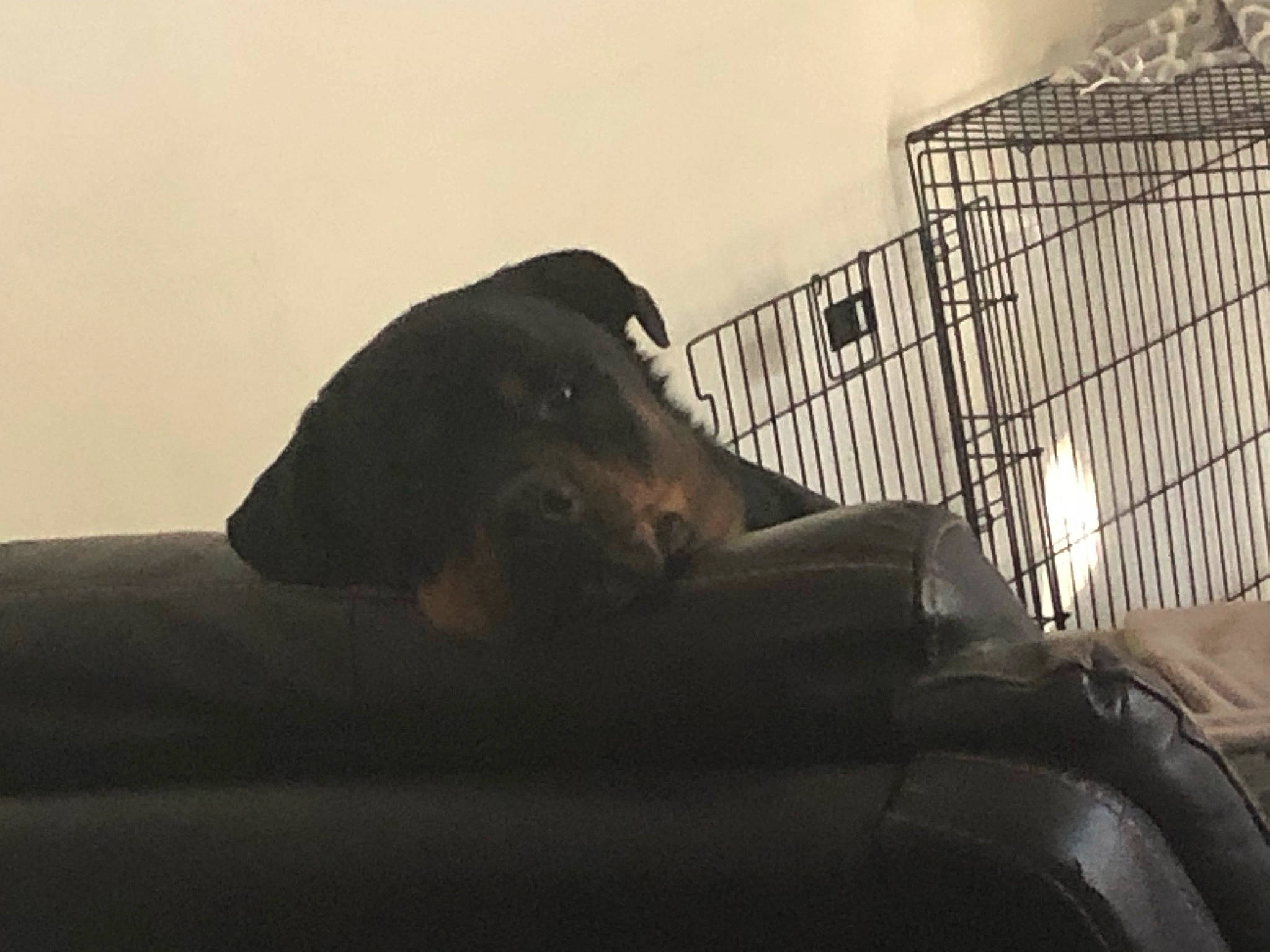 Rascal joined the competition — help win amazing prizes! borador, carnivore, comfort, companion_dog, darkness, dog, dog_breed, fur, guard_dog, metal, monochrome, monochrome_photography, pet_supply, retriever, sitting, snout, sporting_group, tints_and_shades, whiskers, working_animal