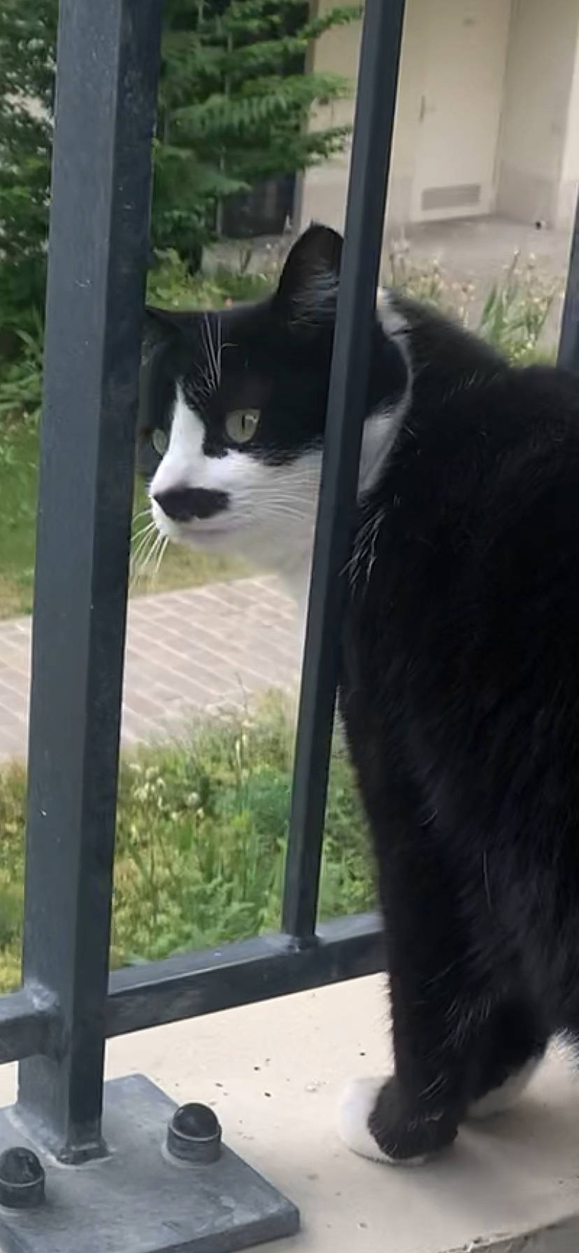 Malcolm a rejoint le concours — aidez-le/la à gagner de superbes lots ! black_cat, carnivore, cat, cat_furniture, domestic_short_haired_cat, door, felidae, fur, glass, grass, plant, shade, small_to_medium_sized_cats, snout, tail, terrestrial_animal, tree, whiskers, window