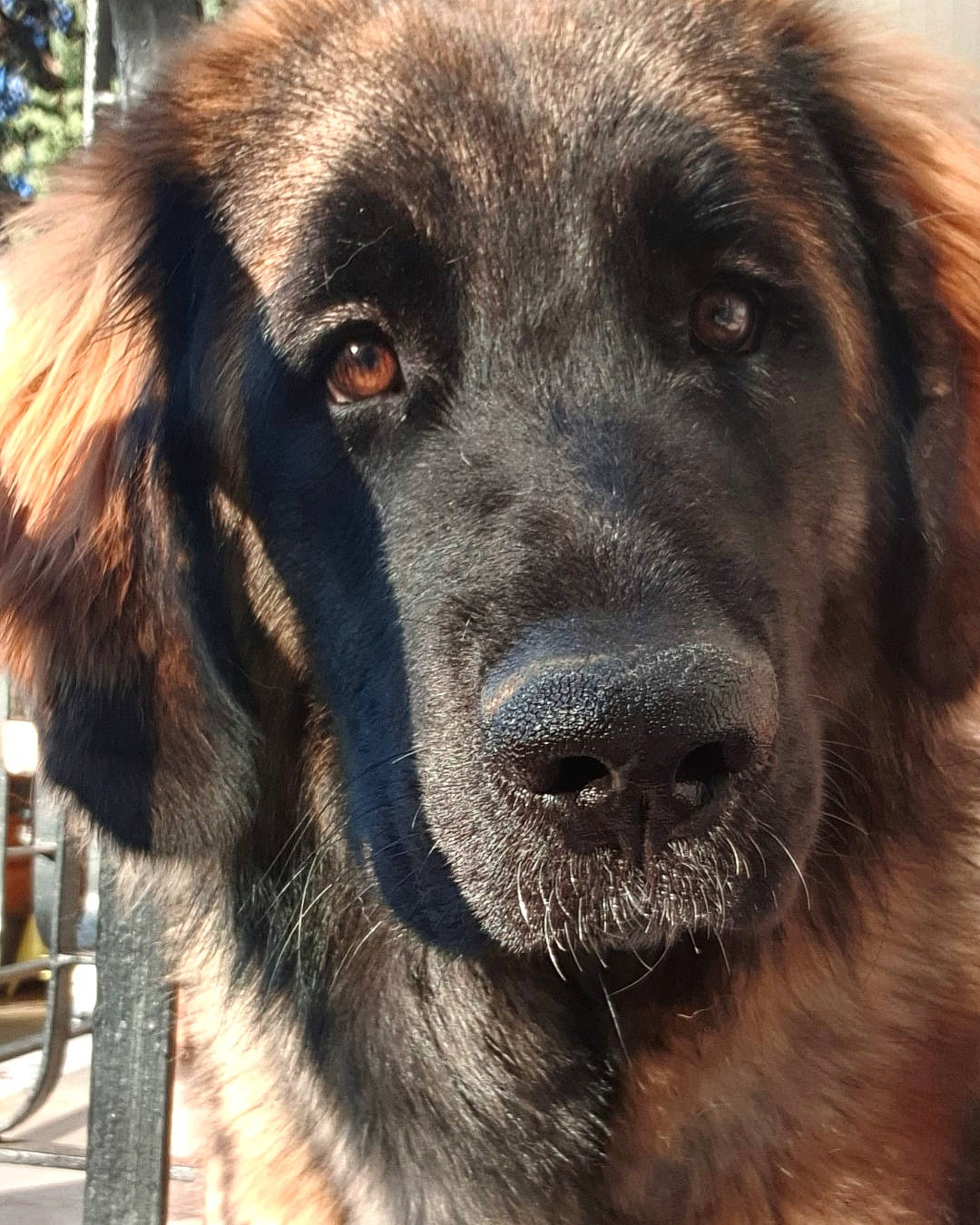 Prune a rejoint le concours — aidez-le/la à gagner de superbes lots ! ancient_dog_breeds, canidae, carnivore, dog, dog_breed, estrela_mountain_dog, giant_dog_breed, leonberger, mammal, nose, sarplaninac, snout, sporting_group, vertebrate, whiskers