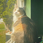 Beabadoobee joined the competition — help win amazing prizes! cat, calico_cat, windowsill, window, screen, sunlight, indoor, pet, feline, fluffy, green_wall, daylight, looking_outside, domestic_cat, animal, household, fur, side_view, resting, quiet