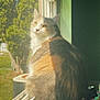 cat, calico_cat, windowsill, window, screen, sunlight, indoor, pet, feline, fluffy, green_wall, daylight, looking_outside, domestic_cat, animal, household, fur, side_view, resting, quiet