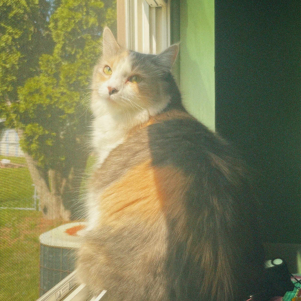 Beabadoobee joined the competition — help win amazing prizes! animal, calico_cat, cat, daylight, domestic_cat, feline, fluffy, fur, green_wall, household, indoor, looking_outside, pet, quiet, resting, screen, side_view, sunlight, window, windowsill