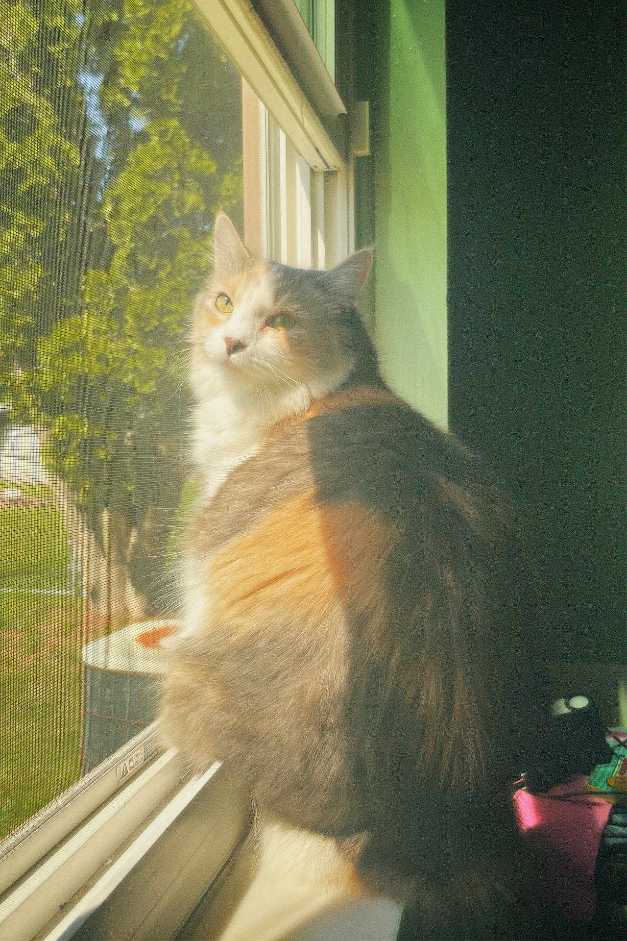 Beabadoobee joined the competition — help win amazing prizes! cat, calico_cat, windowsill, window, screen, sunlight, indoor, pet, feline, fluffy, green_wall, daylight, looking_outside, domestic_cat, animal, household, fur, side_view, resting, quiet