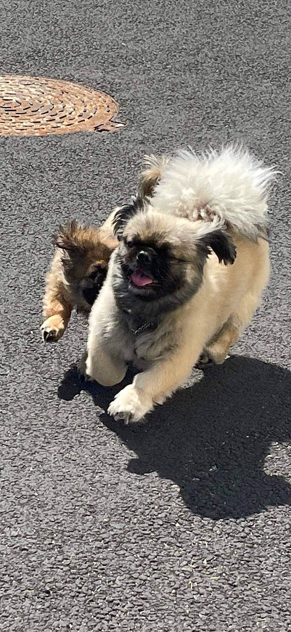 Max participe au concours pour gagner de l'argent avec cette photo : ancient_dog_breeds, asphalt, canidae, carnivore, companion_dog, dog, dog_breed, fawn, fur, non_sporting_group, paw, puppy, road_surface, small_terrier, snout, sporting_group, tail, toy_dog, working_animal