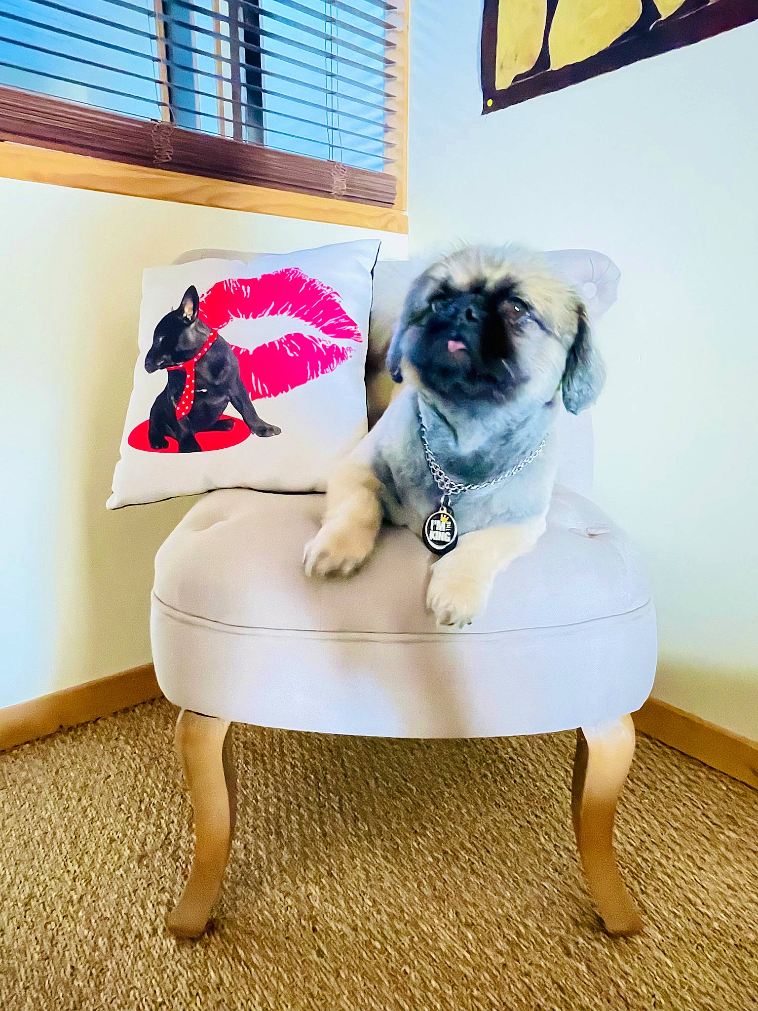 Max participe au concours pour gagner de l'argent avec cette photo : canidae, carnivore, comfort, companion_dog, couch, dog, dog_breed, electric_blue, eyewear, fawn, flooring, fur, human_leg, plant, rectangle, sandal, shoe, thigh, window, window_blind