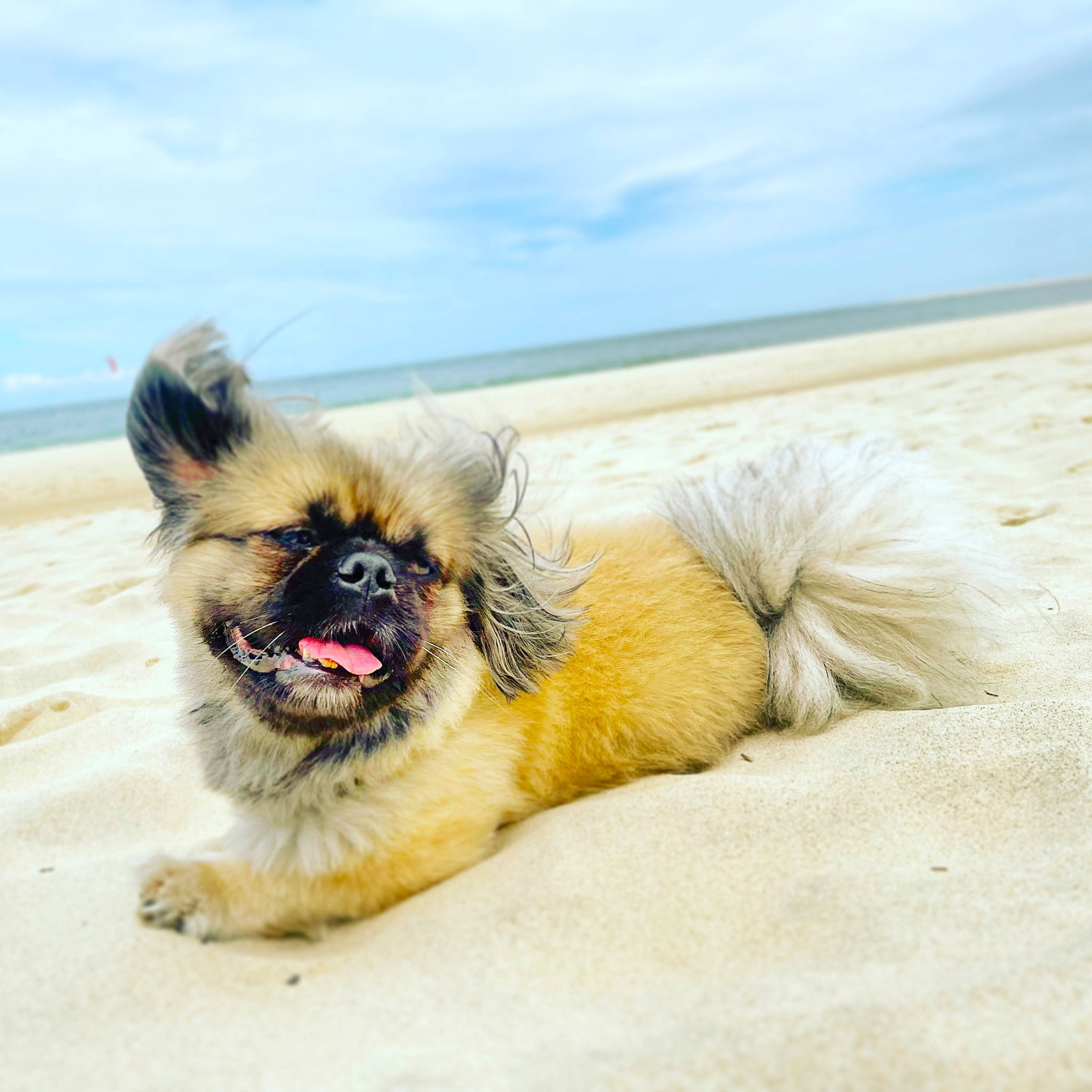 Max a rejoint le concours — aidez-le/la à gagner de superbes lots ! beach, canidae, carnivore, cloud, companion_dog, dog, dog_breed, dog_supply, fawn, foot, fur, landscape, ocean, paw, sky, snout, sporting_group, terrestrial_animal, toy_dog, working_animal