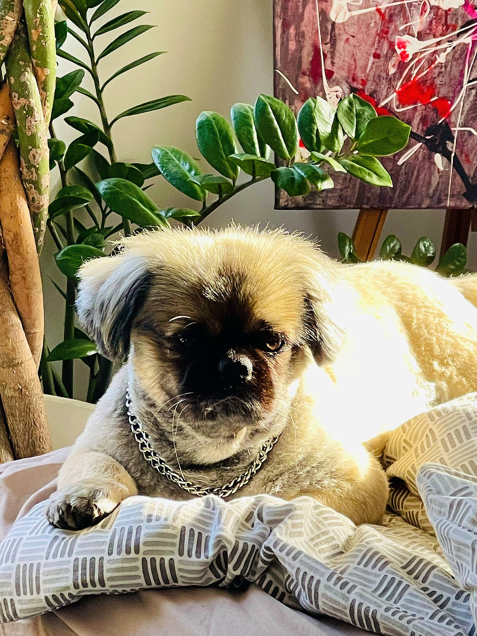 Max a rejoint le concours — aidez-le/la à gagner de superbes lots ! canidae, carnivore, comfort, companion_dog, dog, dog_breed, dog_supply, fawn, fur, green, houseplant, linens, liver, plant, puppy, snout, sporting_group, terrestrial_animal, toy_dog, whiskers