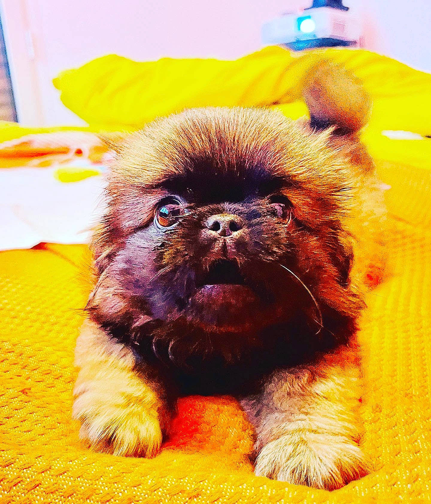 Ugo participe au concours pour gagner de l'argent avec cette photo : canidae, carnivore, companion_dog, dog, dog_breed, ear, fawn, fur, grass, liver, non_sporting_group, orange, pug, snout, sporting_group, terrestrial_animal, toy_dog, whiskers, working_animal, wrinkle