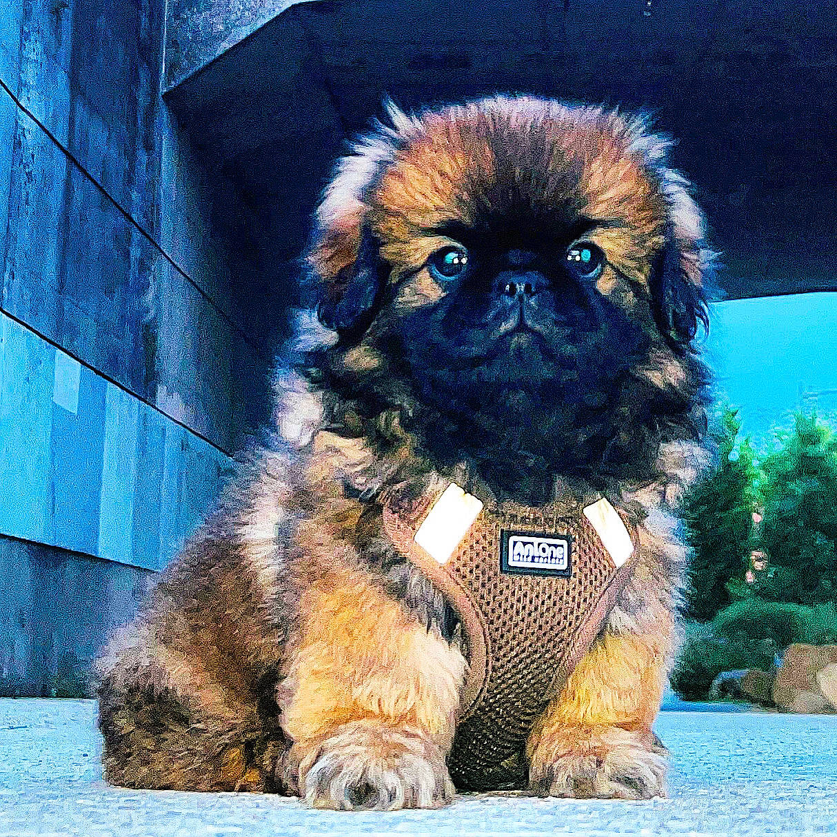 Ugo a rejoint le concours — aidez-le/la à gagner de superbes lots ! ancient_dog_breeds, canidae, carnivore, companion_dog, dog, dog_breed, electric_blue, fawn, fur, liver, non_sporting_group, plant, snout, sporting_group, terrestrial_animal, toy_dog, working_animal