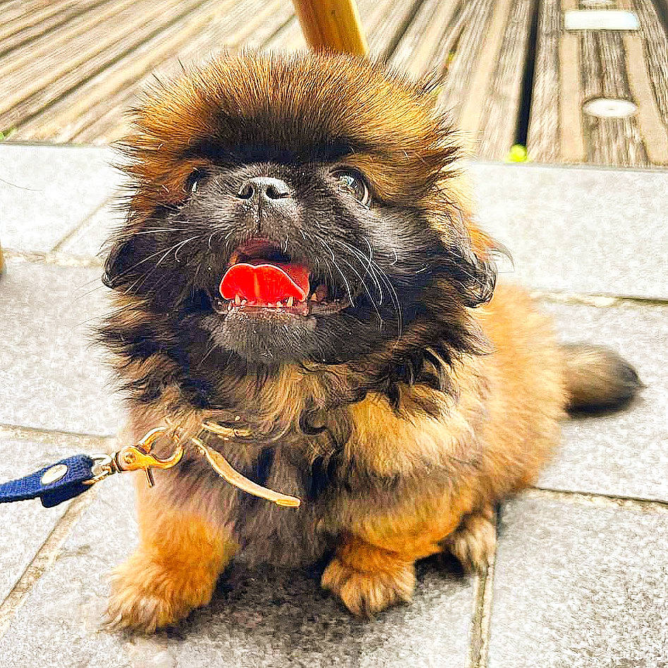 Ugo a rejoint le concours — aidez-le/la à gagner de superbes lots ! canidae, carnivore, claw, collar, companion_dog, dog, dog_breed, fawn, foot, fur, liver, paw, snout, sporting_group, tail, terrestrial_animal, toy_dog, whiskers, wood, working_animal