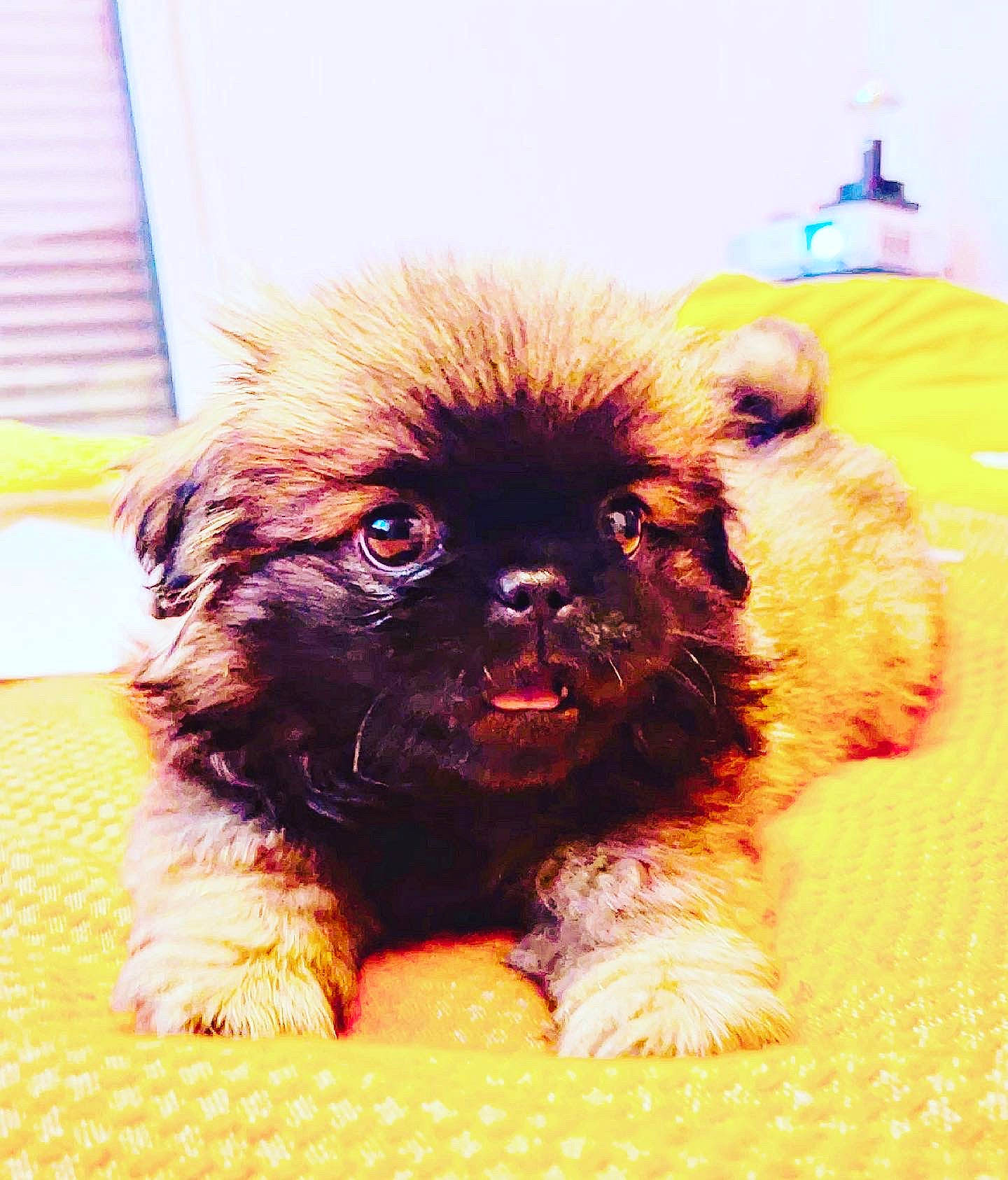 Ugo a rejoint le concours — aidez-le/la à gagner de superbes lots ! ancient_dog_breeds, canidae, carnivore, companion_dog, dog, dog_breed, dog_supply, fawn, fur, liver, non_sporting_group, pug, puppy, snout, sporting_group, terrestrial_animal, toy_dog, whiskers, working_animal, wrinkle