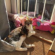 Chaton participe au concours pour gagner de l'argent avec cette photo : cat, window, sunlight, plush_toy, unicorn, curtain, rug, wooden_floor, indoor, pet, cozy, reflection, shadow, animal, domestic, resting, colorful, soft_toy, playful, feline