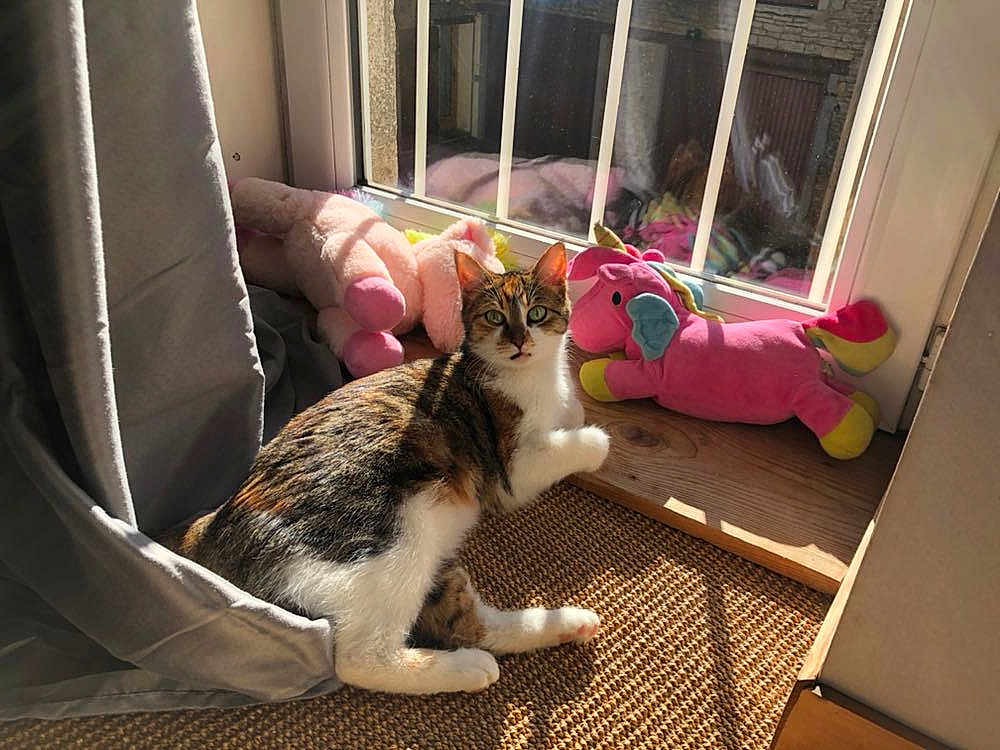 Chaton participe au concours pour gagner de l'argent avec cette photo : cat, window, sunlight, plush_toy, unicorn, curtain, rug, wooden_floor, indoor, pet, cozy, reflection, shadow, animal, domestic, resting, colorful, soft_toy, playful, feline