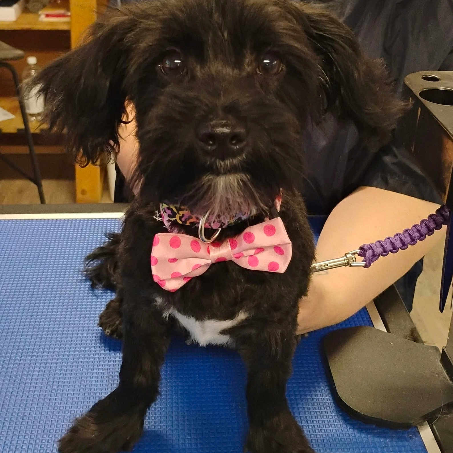 Cash is registered to the contest to win money with this photo: accessories, affenpinscher, animal, bowtie, canine, chair, cockerspaniel, dog, formalwear, furniture, jewelry, leash, necklace, person, pet, poodle, puppy, strap, terrier, tie