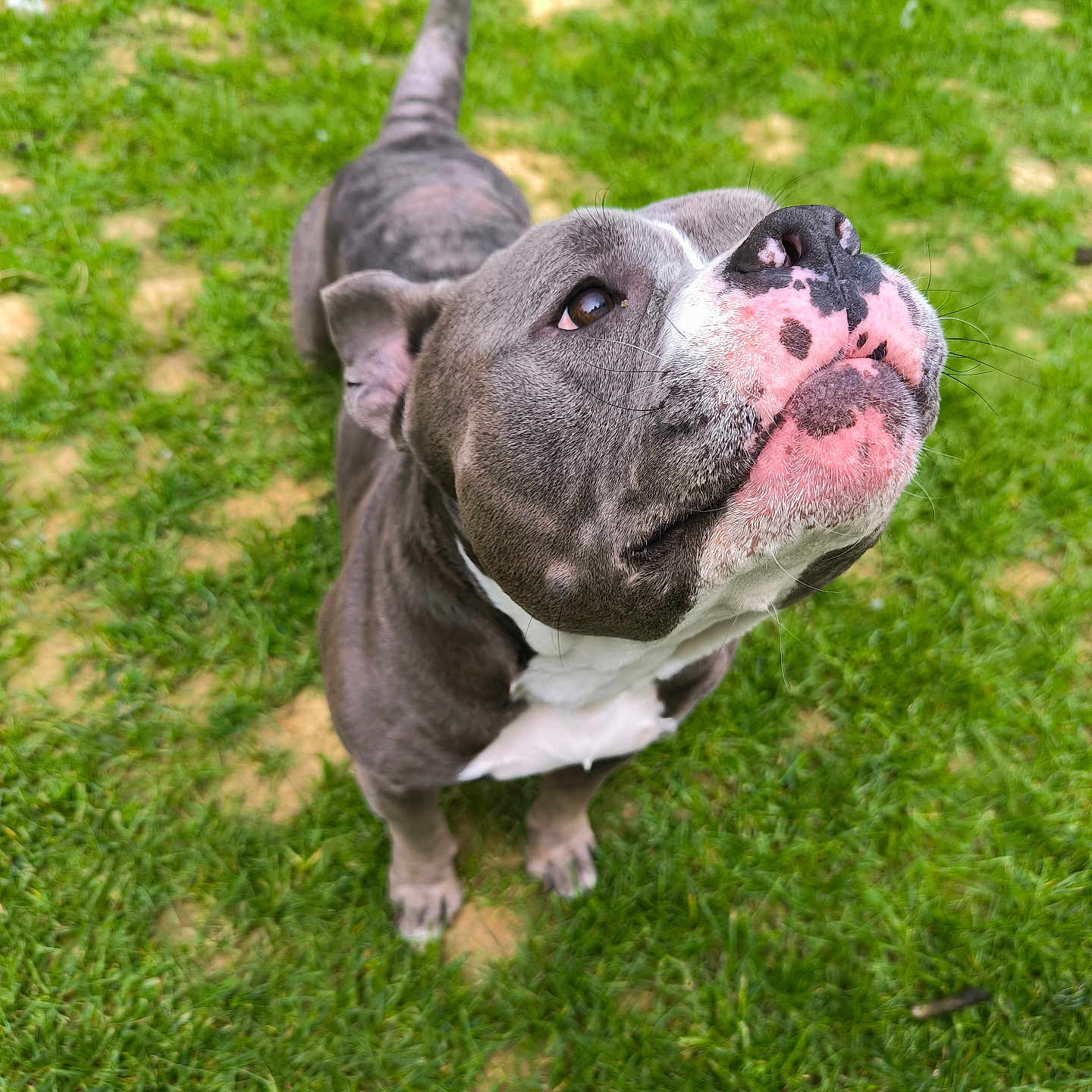 Rocket participe au concours pour gagner de l'argent avec cette photo : animal, bird, bostonbull, boxer, bulldog, canine, dog, field, frenchbulldog, grass, grassland, kangaroo, lawn, nature, outdoors, pet, pitbull, plant, puppy, whitedog