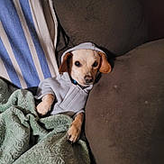 Jake joined the competition — help win amazing prizes! dog, puppy, hoodie, clothing, blanket, couch, indoor, pet, relaxed, comfort, brown, fur, ears, paw, face, cozy, resting, cute, domestic_animal, canine