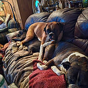 Cooper is registered to the contest to win money with this photo: dog, couch, blanket, indoor, resting, brown_dog, black_dog, sleeping, furniture, living_room, cozy, pet, relaxing, home, canine, animal, companion, pile, blanket_texture, wooden_cabinet