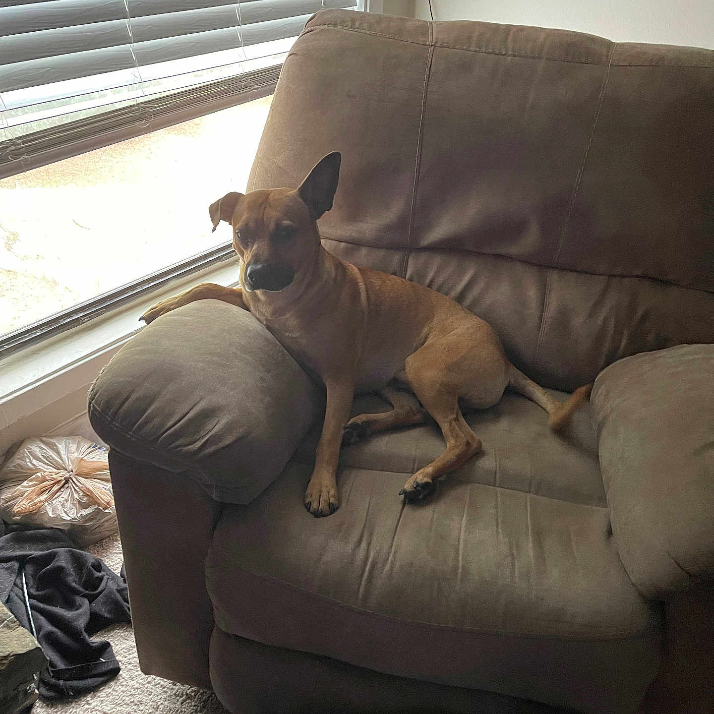 Ghost is registered to the contest to win money with this photo: armchair, blinds, brown, canine, carpet, casual, clothing, cozy, daylight, dog, furniture, indoor, light, living_room, paw, pet, plastic_bag, relaxed, resting, window