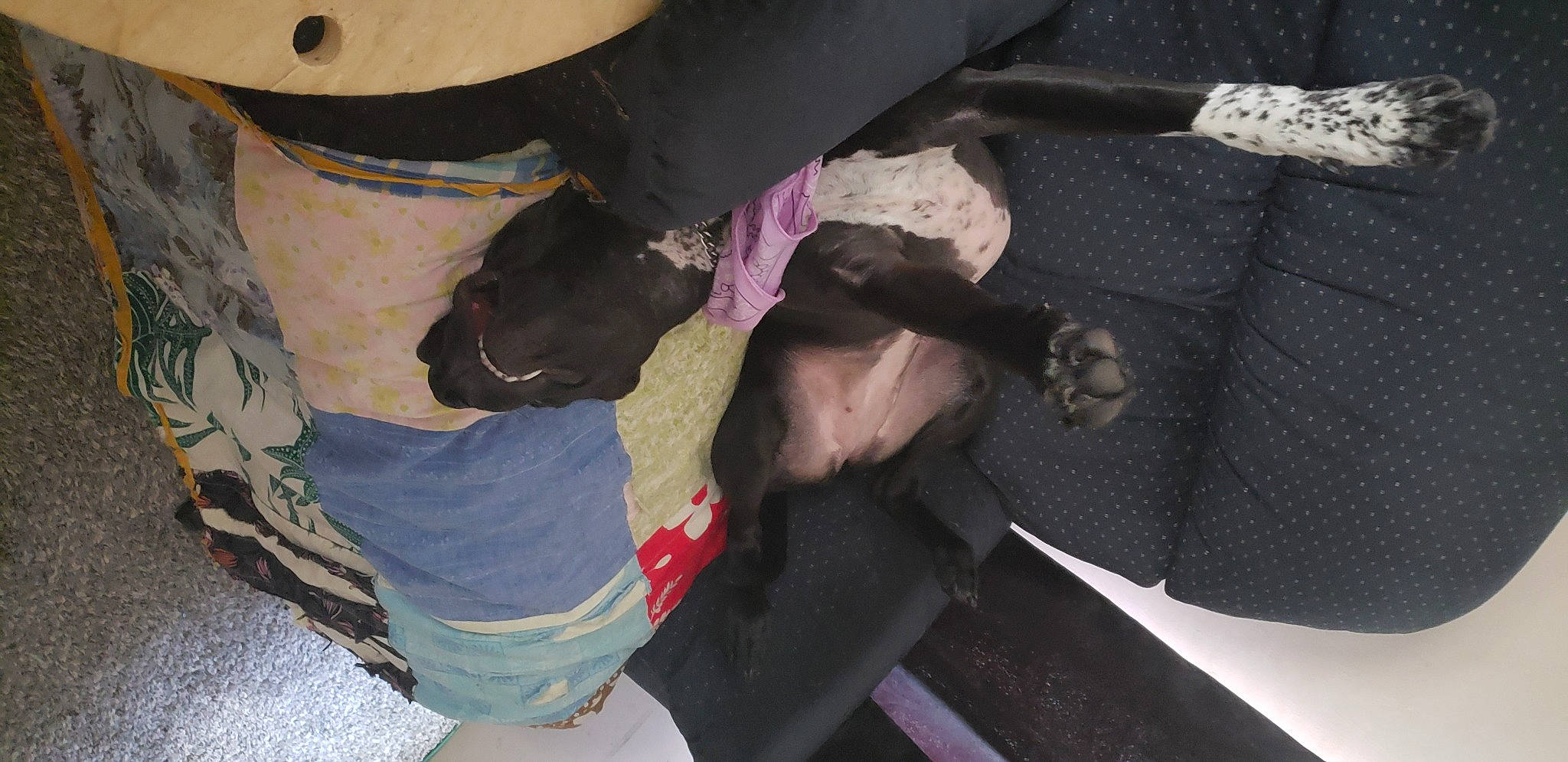 Galaxy is registered to the contest to win money with this photo: working_animal