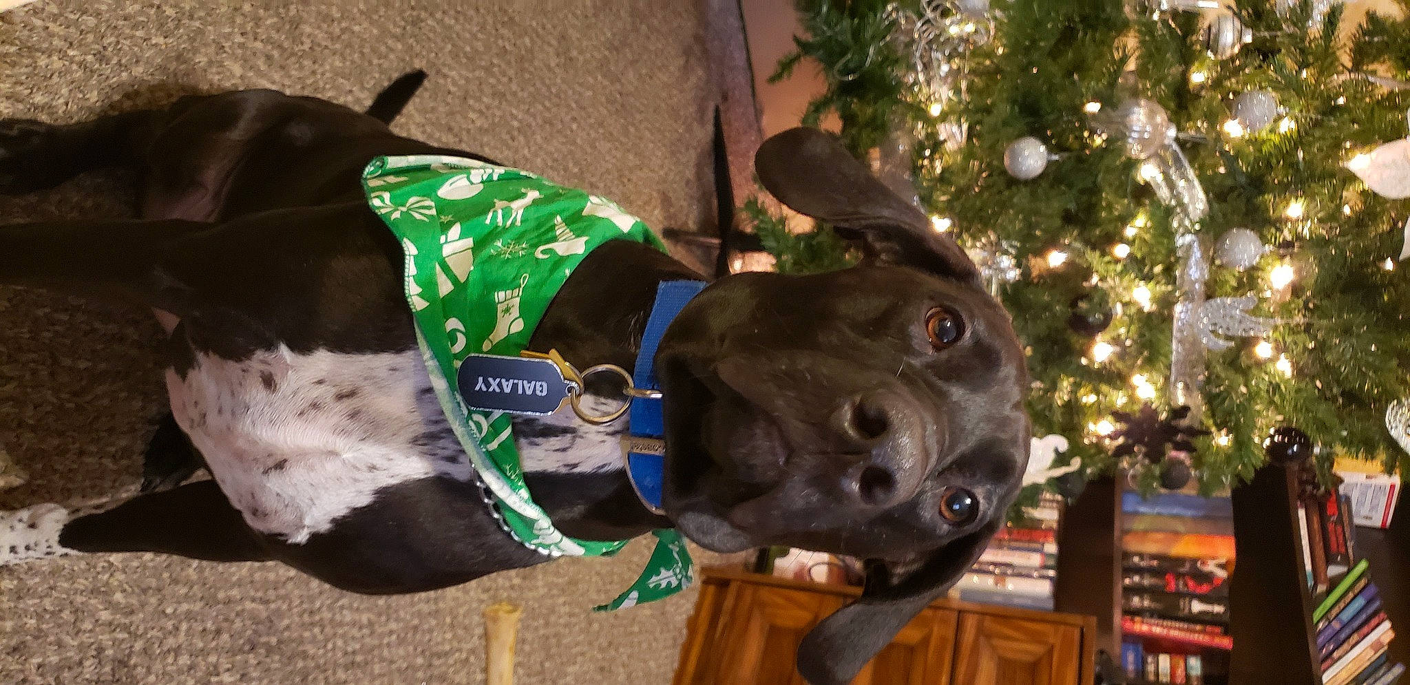 Galaxy is registered to the contest to win money with this photo: canidae, carnivore, christmas, christmas_decoration, christmas_tree, collar, companion_dog, dog, dog_breed, dog_collar, dog_supply, leash, ornament, pet_supply, shelf, snout, sporting_group, whiskers, wood_stain, working_animal