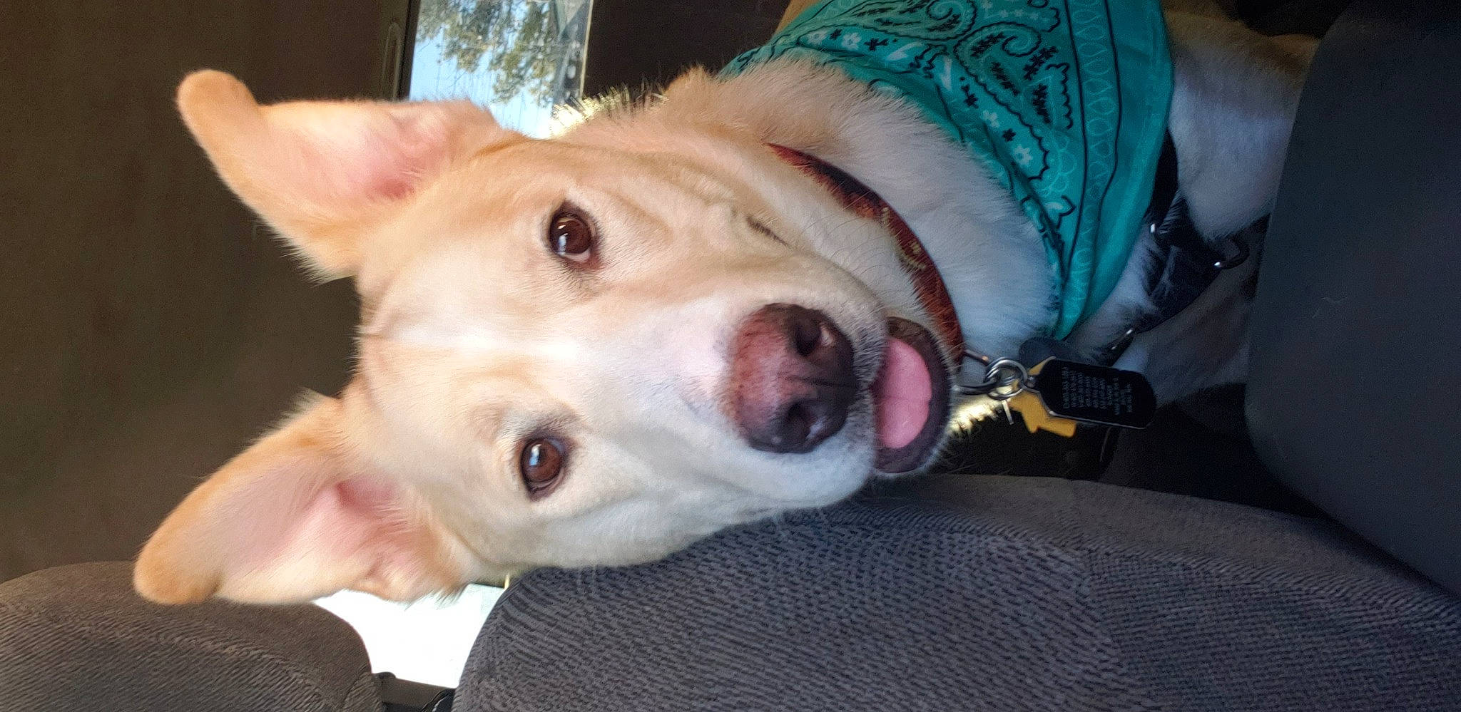 Andromeda is registered to the contest to win money with this photo: canidae, carnivore, collar, companion_dog, dog, dog_breed, dog_clothes, dog_collar, fawn, fur, hunting_dog, organ, pet_supply, snout, sporting_group, tongue, vertebrate, whiskers, working_animal, working_dog