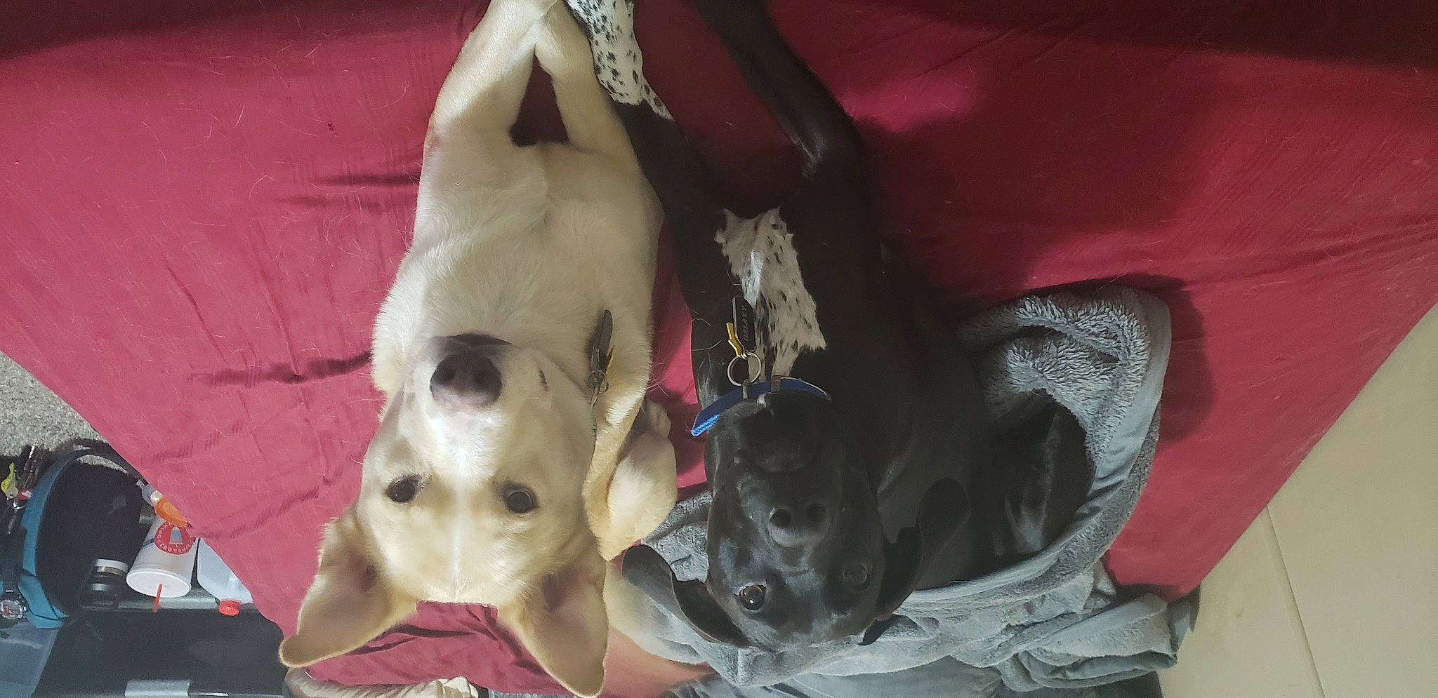 Andromeda joined the competition — help win amazing prizes! bone, carmine, jaw, skull, snout