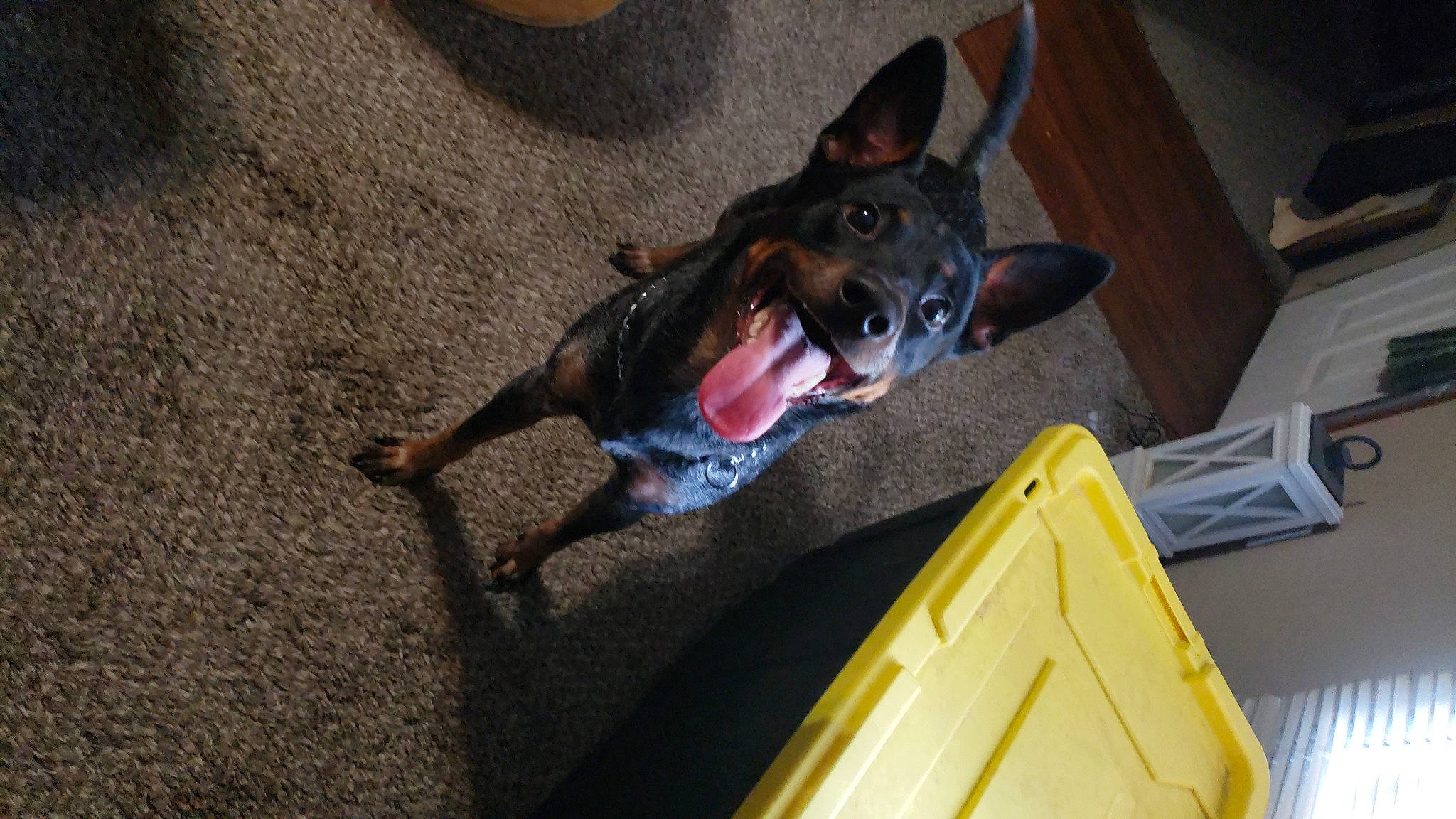 Comet is registered to the contest to win money with this photo: box, canidae, carnivore, collar, companion_dog, dog, dog_breed, dog_supply, german_pinscher, guard_dog, paw, pet_supply, pinscher, snout, sporting_group, tongue, vertebrate, whiskers, working_animal, working_dog