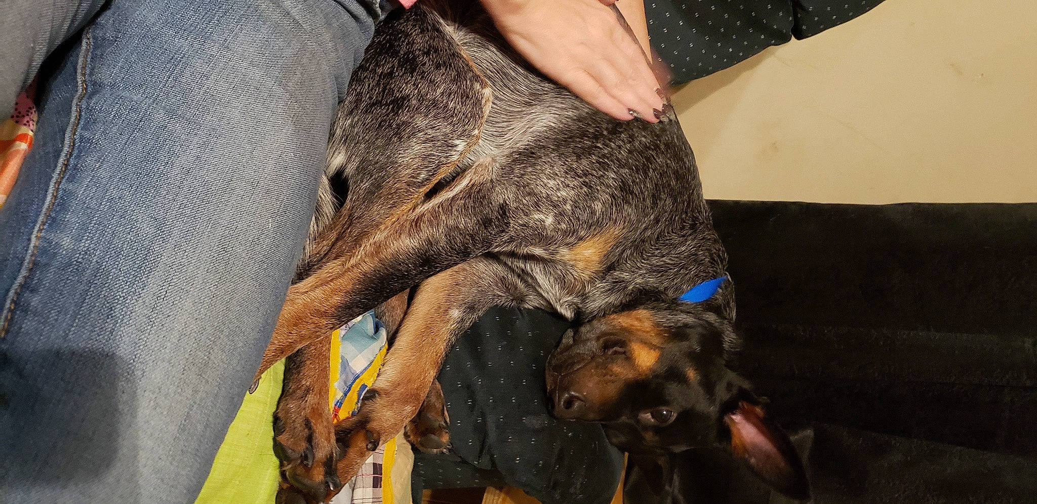 Comet is registered to the contest to win money with this photo: canidae, carnivore, comfort, companion_dog, dog, dog_breed, fur, hunting_dog, liver, skin, snout, sporting_group, vertebrate, working_animal, working_dog