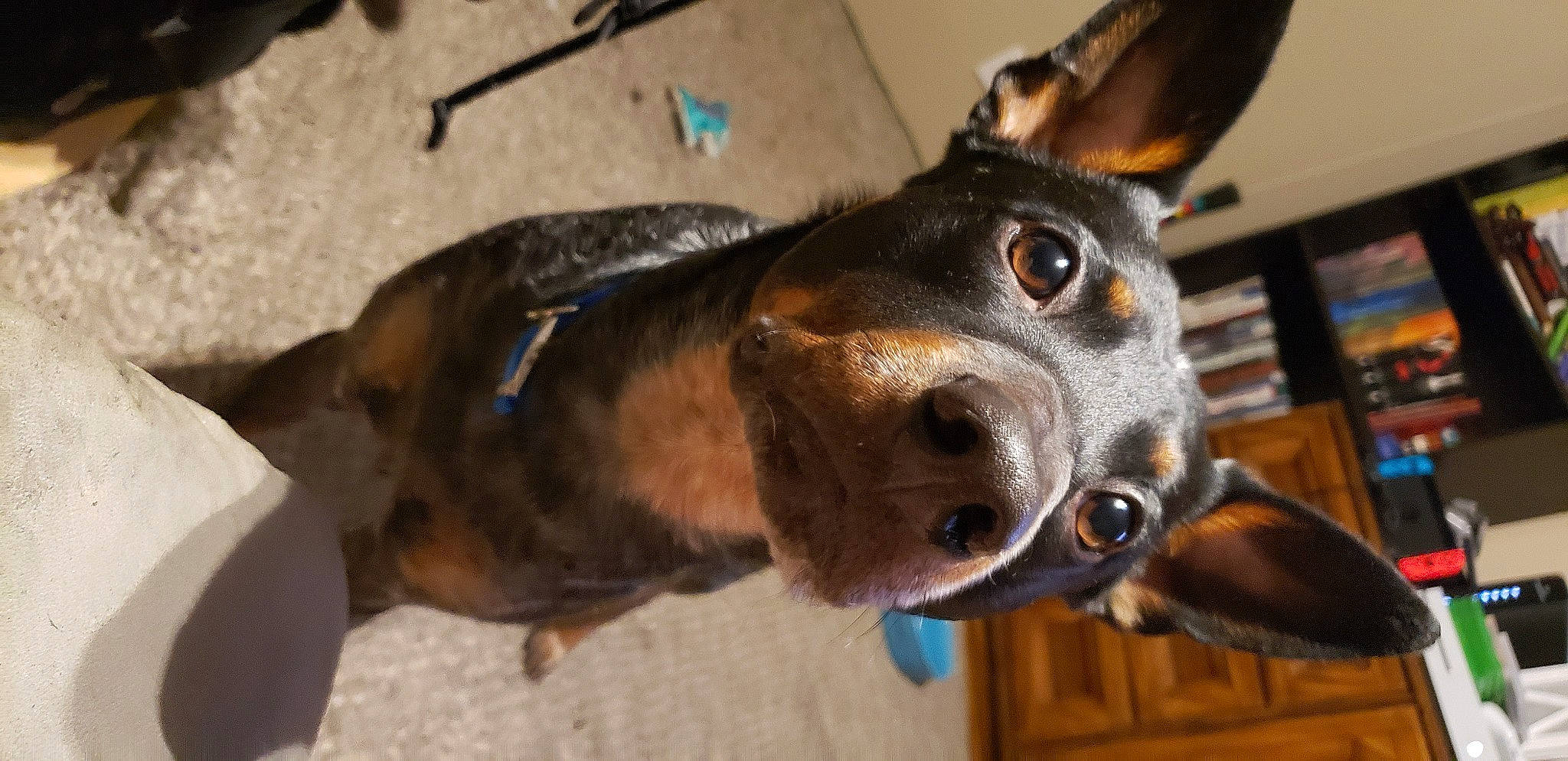 Comet joined the competition — help win amazing prizes! bookcase, brown, canidae, carnivore, collar, companion_dog, dog, dog_breed, dog_collar, fawn, fur, hunting_dog, liver, pet_supply, shelf, snout, tan, vertebrate, whiskers, working_animal