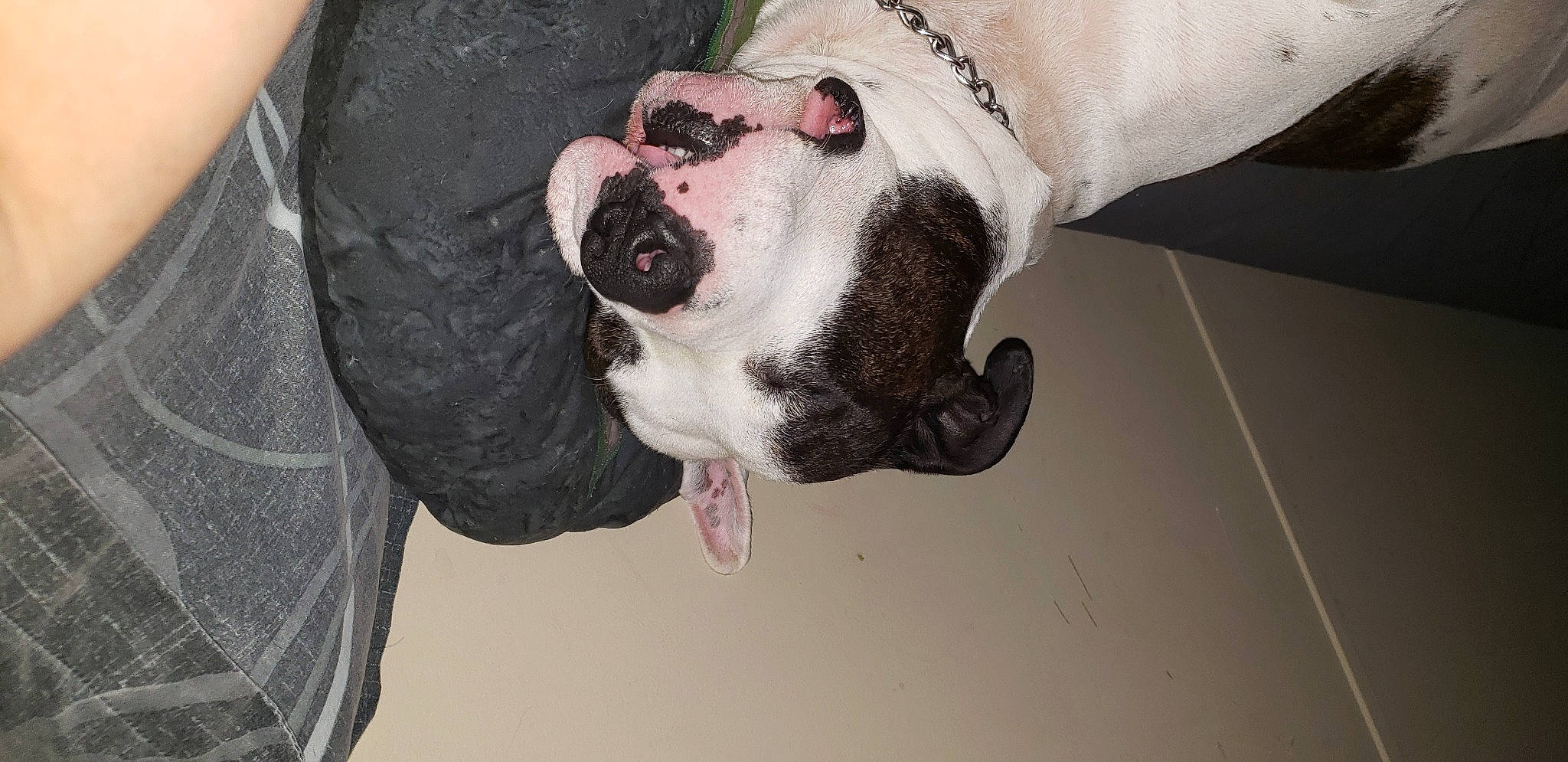 Dude is registered to the contest to win money with this photo: bulldog, canidae, carmine, carnivore, collar, companion_dog, dog, dog_breed, dog_collar, dogo_guatemalteco, fawn, jaw, molosser, non_sporting_group, old_english_bulldog, snout, sporting_group, tongue, working_animal, working_dog