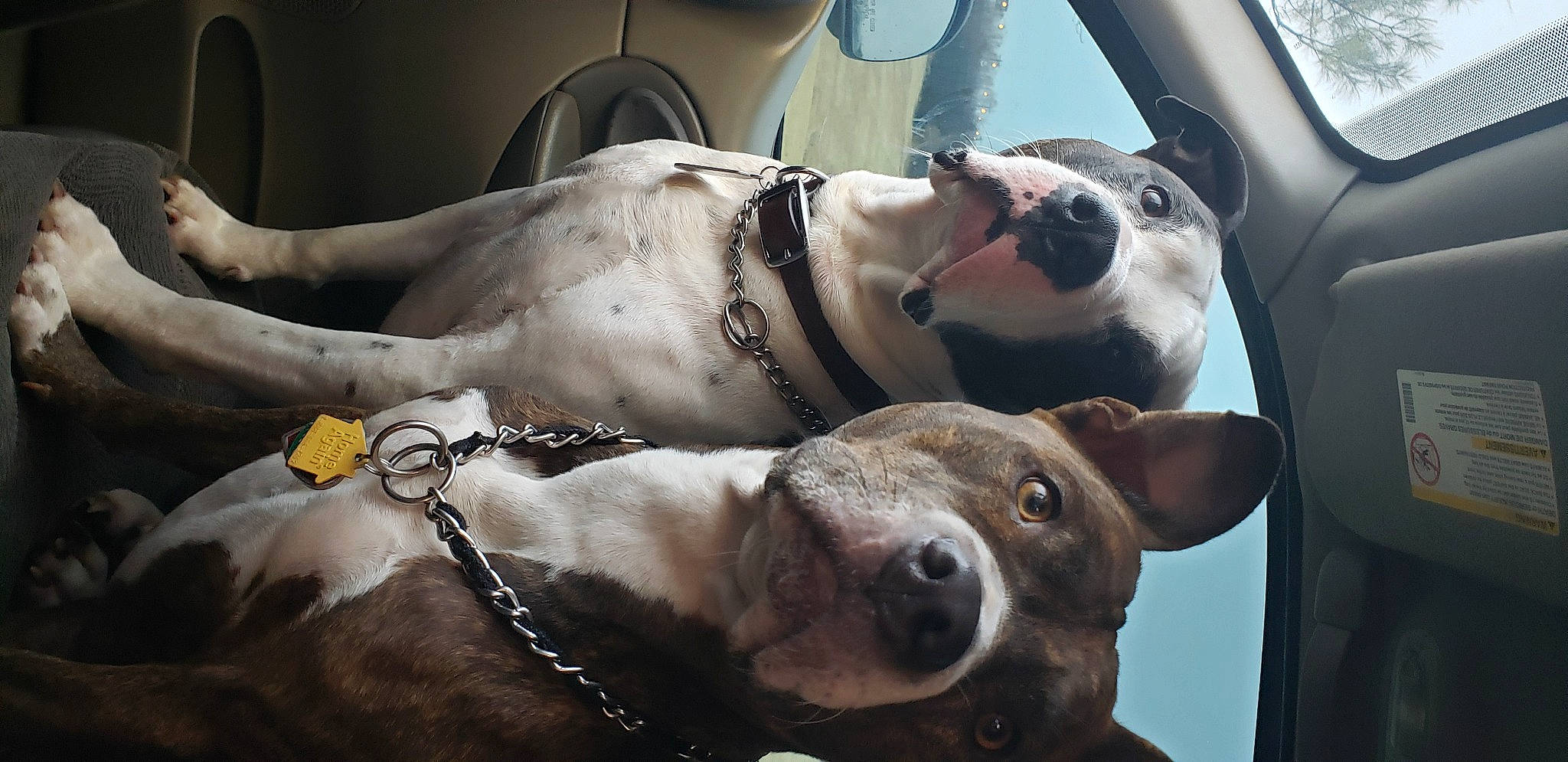 Dude joined the competition — help win amazing prizes! automotive_window_part, canidae, carnivore, collar, companion_dog, dog, dog_breed, dog_collar, fawn, leash, pet_supply, snout, sporting_group, vehicle_door, whiskers, working_animal, working_dog