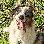 Shadow a rejoint le concours — aidez-le/la à gagner de superbes lots ! dog, tongue, grass, outdoor, happy, pet, canine, smiling, fur, collar, sunlight, nature, animal, ears, playful, closeup, tongue_out, sitting, cheerful, daylight